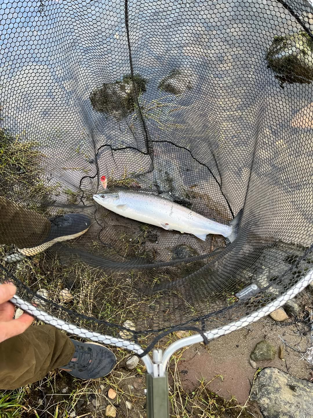 Ian Beaton's bright thirteen-pound spring salmon resting in the landing net at the water's edge on the River Tay